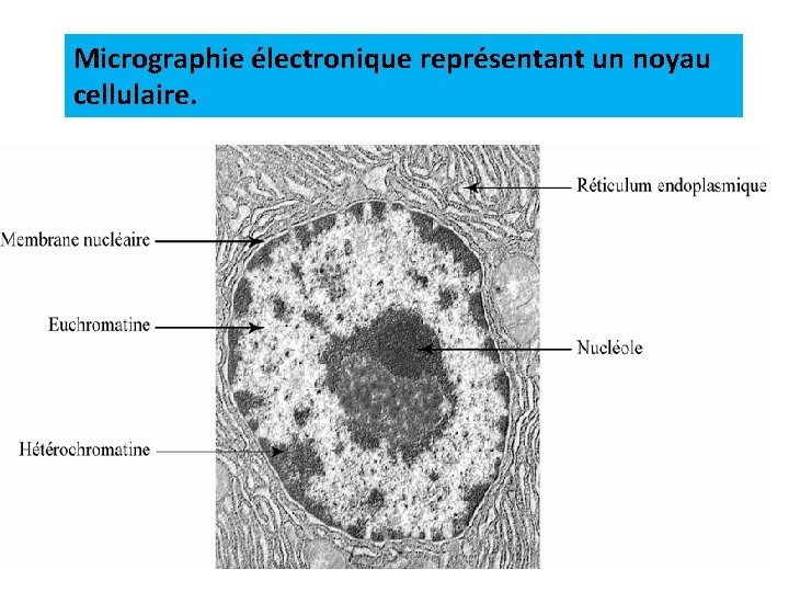 Micrographie électronique représentant un noyau cellulaire. 