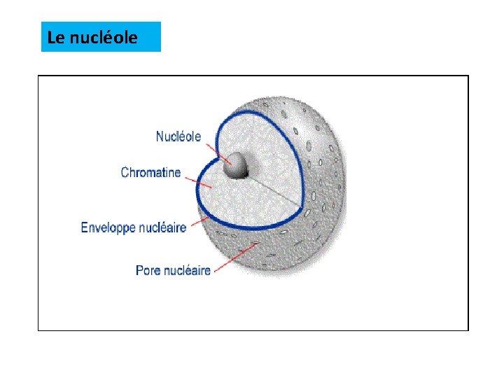 Le nucléole 