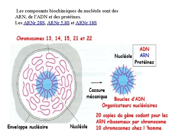  Les composants biochimiques du nucléole sont des ARN, de l’ADN et des protéines.