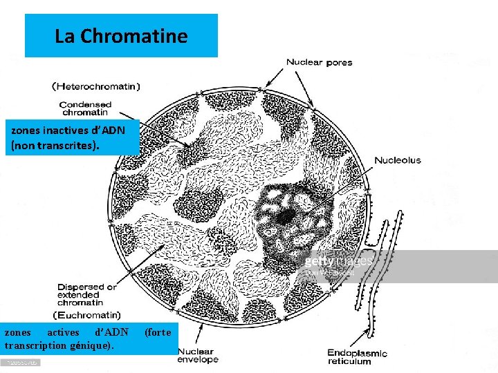 La Chromatine zones inactives d’ADN (non transcrites). zones actives d’ADN transcription génique). (forte 