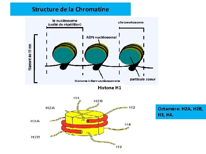 Structure de la Chromatine Histone H 1 Octamère: H 2 A, H 2 B,