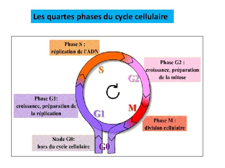Les quartes phases du cycle cellulaire 