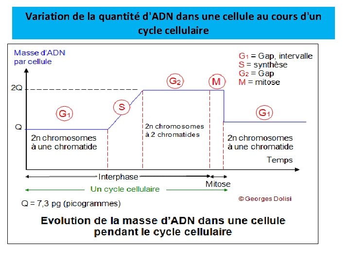 Variation de la quantité d'ADN dans une cellule au cours d'un cycle cellulaire 