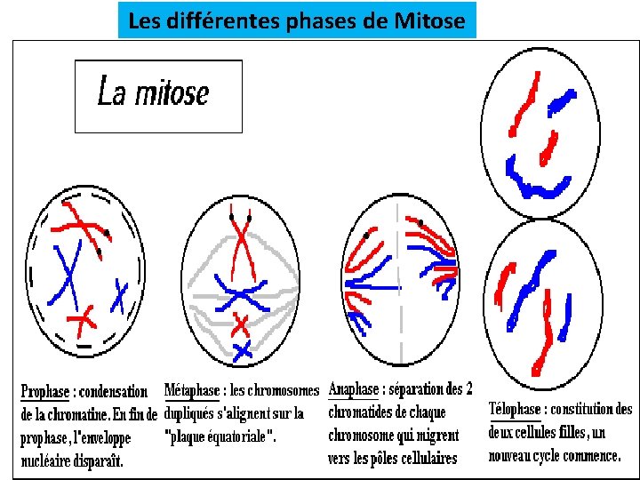 Les différentes phases de Mitose 