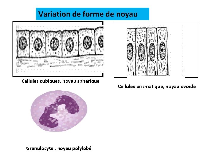 Variation de forme de noyau Cellules cubiques, noyau sphérique Granulocyte , noyau polylobé Cellules