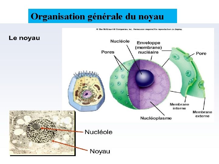 Organisation générale du noyau 