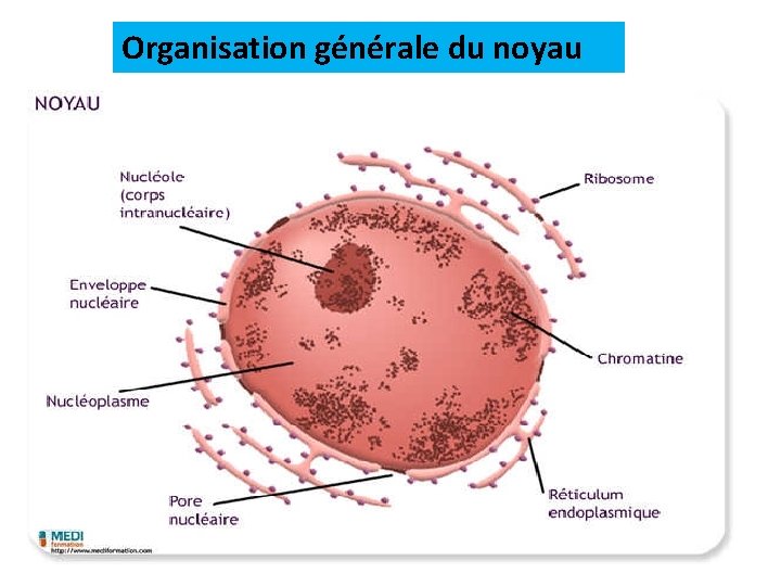 Organisation générale du noyau 