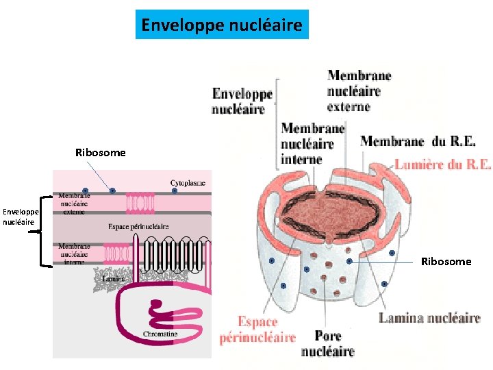 Enveloppe nucléaire Ribosome Enveloppe nucléaire Ribosome 