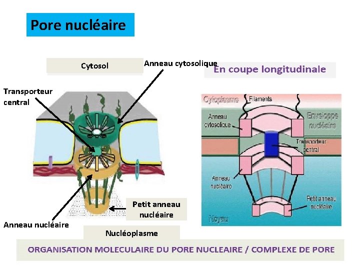 Pore nucléaire Cytosol Anneau cytosolique Transporteur central Anneau nucléaire Petit anneau nucléaire Nucléoplasme 