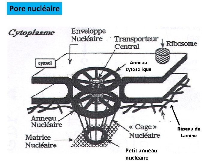 Pore nucléaire Anneau cytosolique Réseau de Lamine Petit anneau nucléaire 