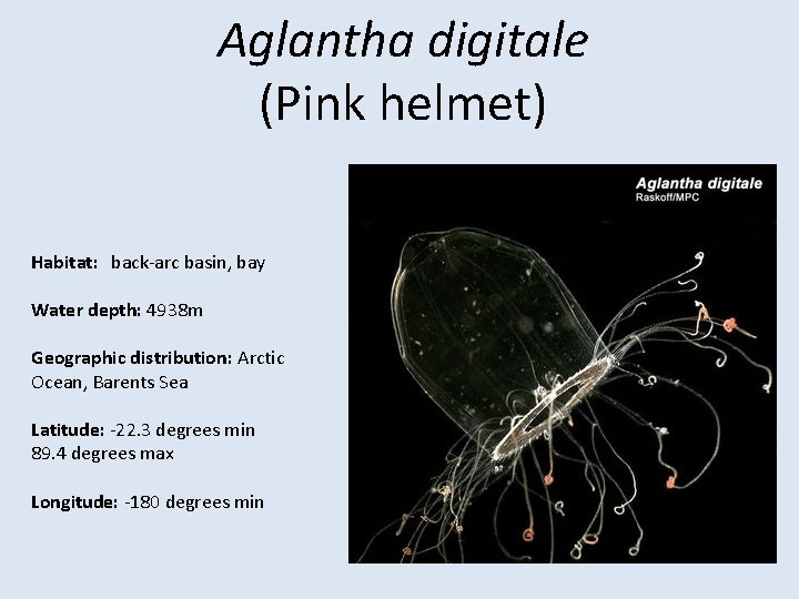 Aglantha digitale (Pink helmet) Habitat: back-arc basin, bay Water depth: 4938 m Geographic distribution: