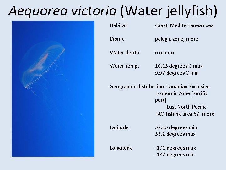 Aequorea victoria (Water jellyfish) Habitat coast, Mediterranean sea Biome pelagic zone, more Water depth