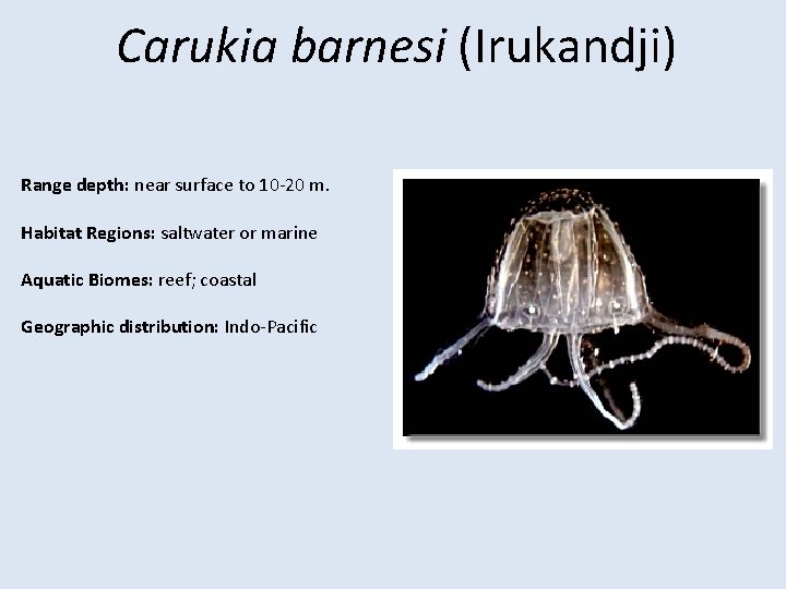 Carukia barnesi (Irukandji) Range depth: near surface to 10 -20 m. Habitat Regions: saltwater