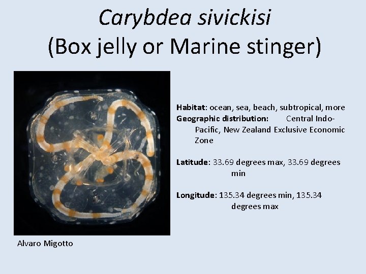 Carybdea sivickisi (Box jelly or Marine stinger) Habitat: ocean, sea, beach, subtropical, more Geographic