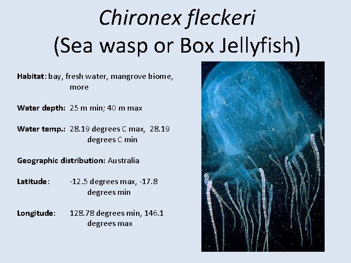 Chironex fleckeri (Sea wasp or Box Jellyfish) Habitat: bay, fresh water, mangrove biome, more