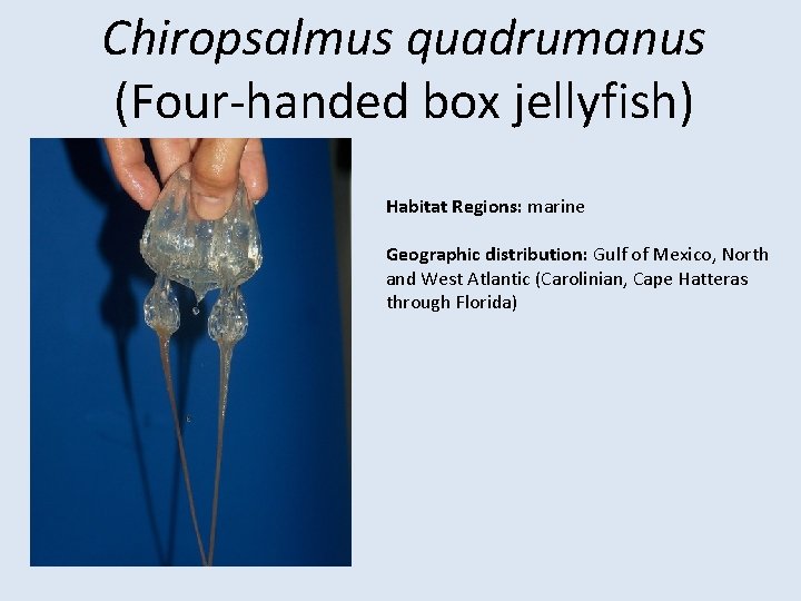 Chiropsalmus quadrumanus (Four-handed box jellyfish) Habitat Regions: marine Geographic distribution: Gulf of Mexico, North