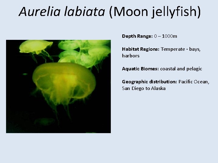 Aurelia labiata (Moon jellyfish) Depth Range: 0 – 1000 m Habitat Regions: Temperate -