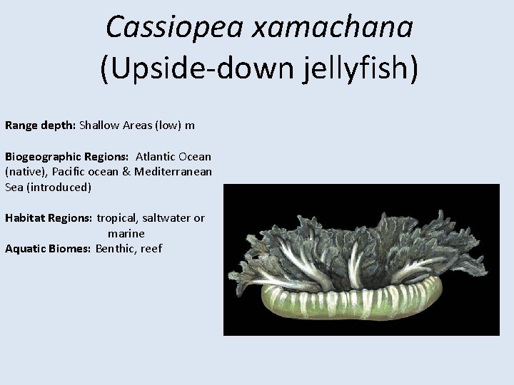 Cassiopea xamachana (Upside-down jellyfish) Range depth: Shallow Areas (low) m Biogeographic Regions: Atlantic Ocean