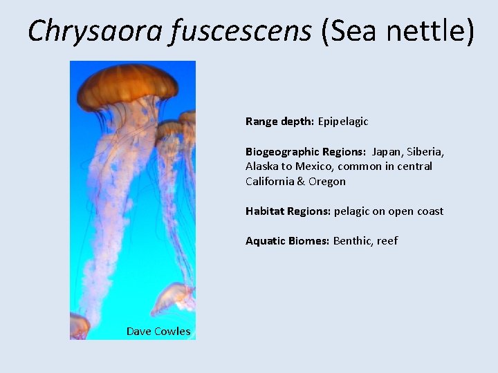 Chrysaora fuscescens (Sea nettle) Range depth: Epipelagic Biogeographic Regions: Japan, Siberia, Alaska to Mexico,