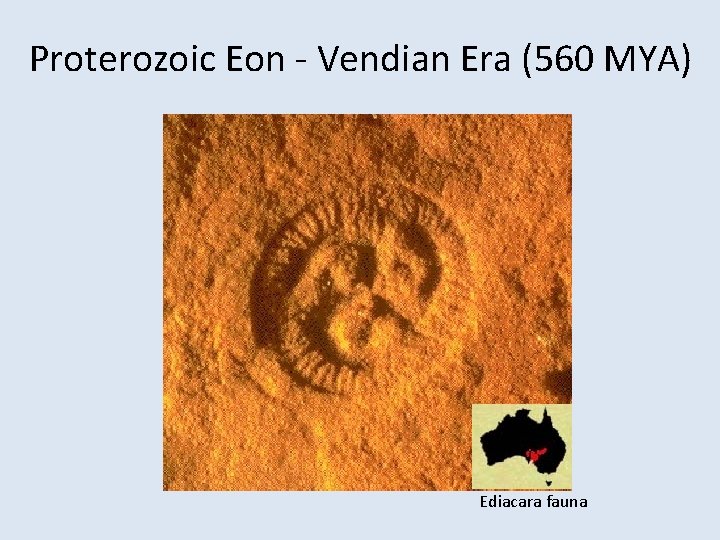 Proterozoic Eon - Vendian Era (560 MYA) Ediacara fauna 