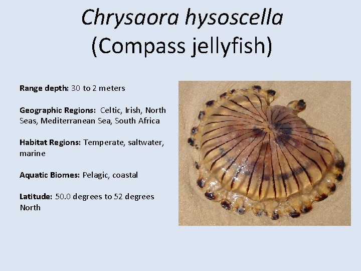 Chrysaora hysoscella (Compass jellyfish) Range depth: 30 to 2 meters Geographic Regions: Celtic, Irish,