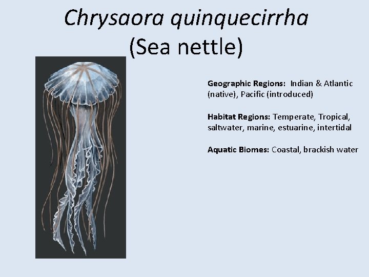 Chrysaora quinquecirrha (Sea nettle) Geographic Regions: Indian & Atlantic (native), Pacific (introduced) Habitat Regions: