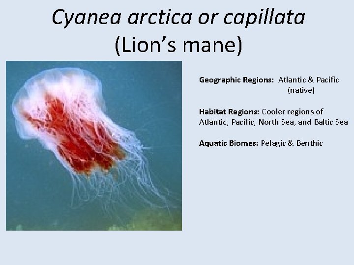 Cyanea arctica or capillata (Lion’s mane) Geographic Regions: Atlantic & Pacific (native) Habitat Regions: