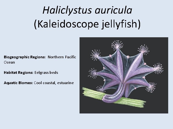 Haliclystus auricula (Kaleidoscope jellyfish) Biogeographic Regions: Northern Pacific Ocean Habitat Regions: Eelgrass beds Aquatic