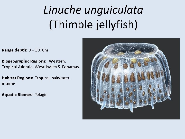 Linuche unguiculata (Thimble jellyfish) Range depth: 0 – 5000 m Biogeographic Regions: Western, Tropical