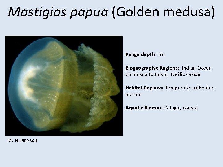 Mastigias papua (Golden medusa) Range depth: 1 m Biogeographic Regions: Indian Ocean, China Sea