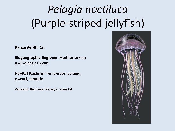 Pelagia noctiluca (Purple-striped jellyfish) Range depth: 1 m Biogeographic Regions: Mediterranean and Atlantic Ocean