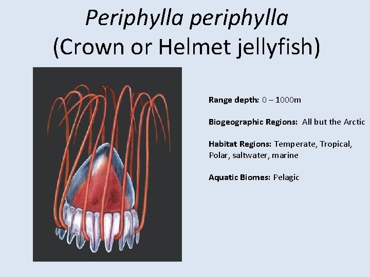 Periphylla periphylla (Crown or Helmet jellyfish) Range depth: 0 – 1000 m Biogeographic Regions: