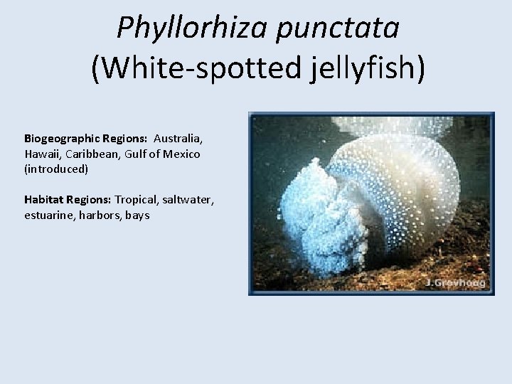 Phyllorhiza punctata (White-spotted jellyfish) Biogeographic Regions: Australia, Hawaii, Caribbean, Gulf of Mexico (introduced) Habitat