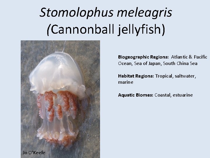 Stomolophus meleagris (Cannonball jellyfish) Biogeographic Regions: Atlantic & Pacific Ocean, Sea of Japan, South