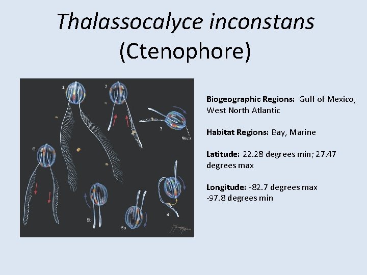 Thalassocalyce inconstans (Ctenophore) Biogeographic Regions: Gulf of Mexico, West North Atlantic Habitat Regions: Bay,