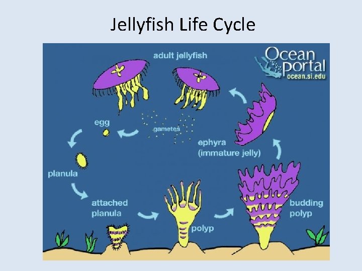 Jellyfish Life Cycle 