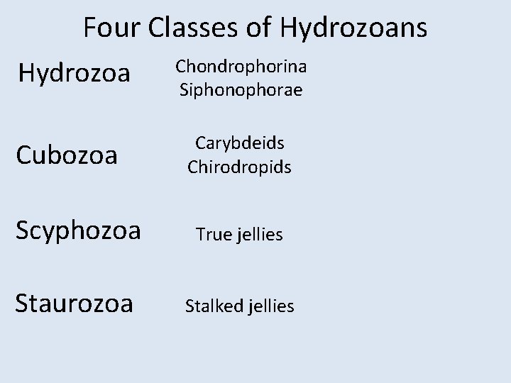 Four Classes of Hydrozoans Hydrozoa Cubozoa Chondrophorina Siphonophorae Carybdeids Chirodropids Scyphozoa True jellies Staurozoa