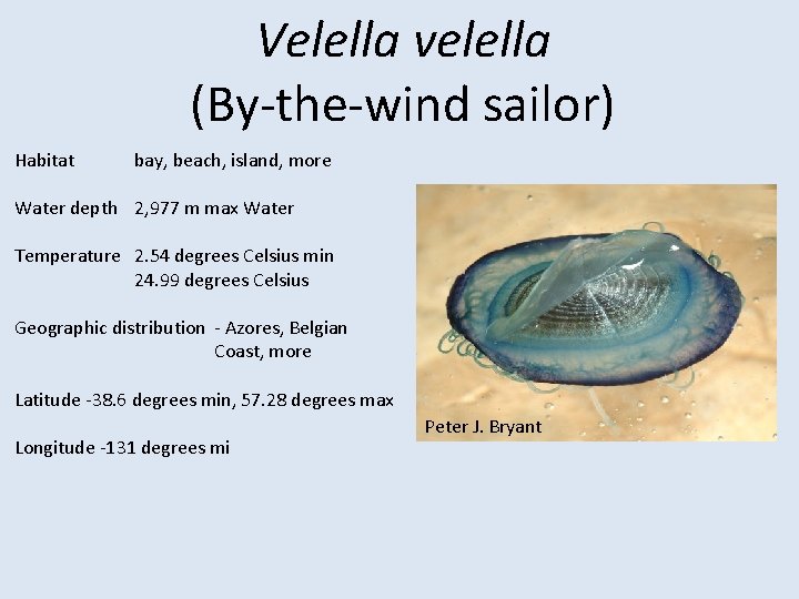 Velella velella (By-the-wind sailor) Habitat bay, beach, island, more Water depth 2, 977 m