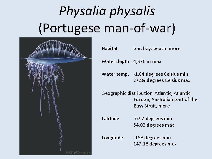 Physalia physalis (Portugese man-of-war) Habitat bar, bay, beach, more Water depth 4, 976 m