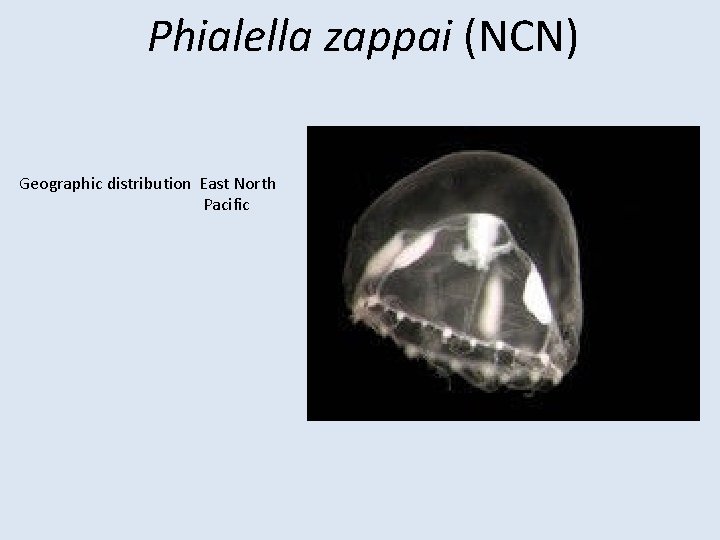 Phialella zappai (NCN) Geographic distribution East North Pacific 