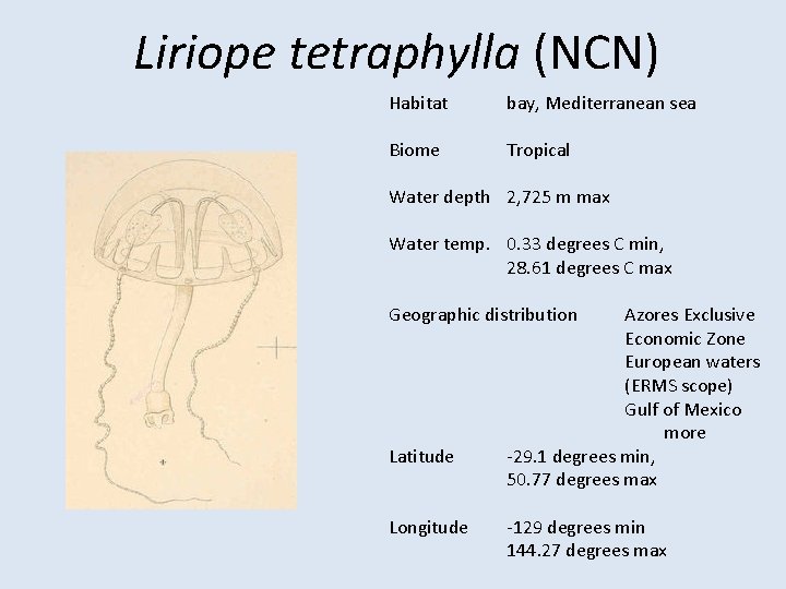Liriope tetraphylla (NCN) Habitat bay, Mediterranean sea Biome Tropical Water depth 2, 725 m