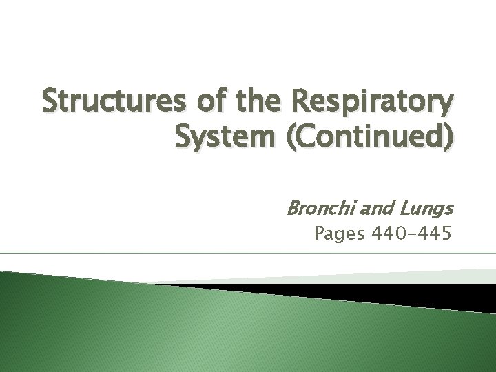 Structures of the Respiratory System (Continued) Bronchi and Lungs Pages 440 -445 
