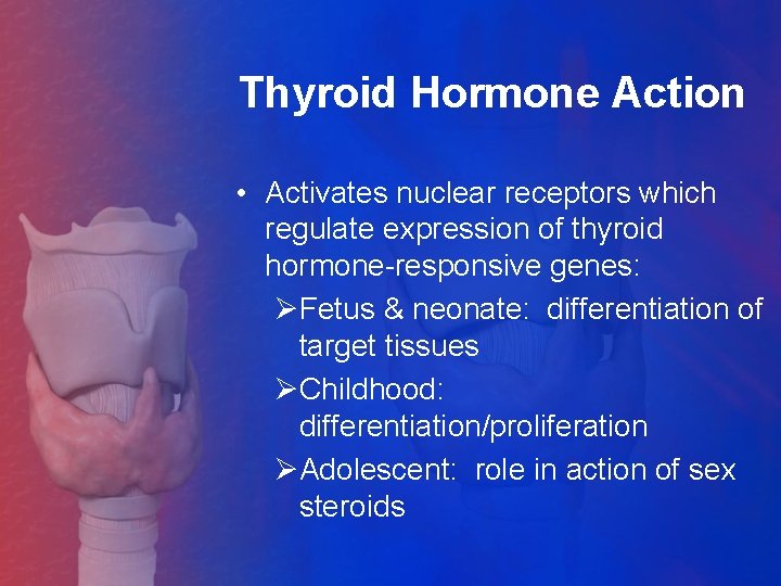 Thyroid Hormone Action • Activates nuclear receptors which regulate expression of thyroid hormone-responsive genes: