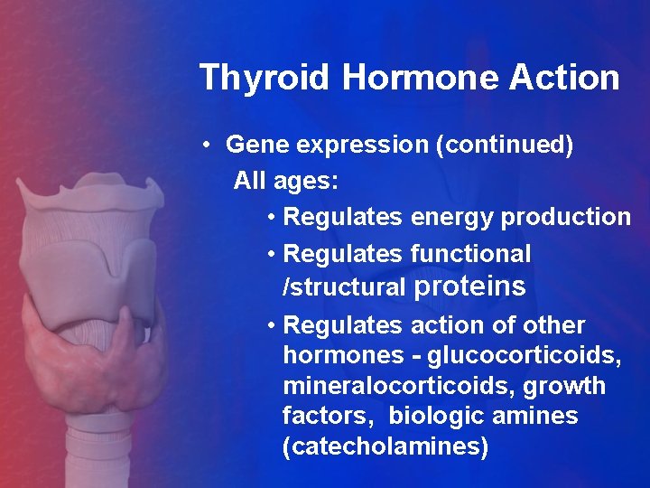 Thyroid Hormone Action • Gene expression (continued) All ages: • Regulates energy production •