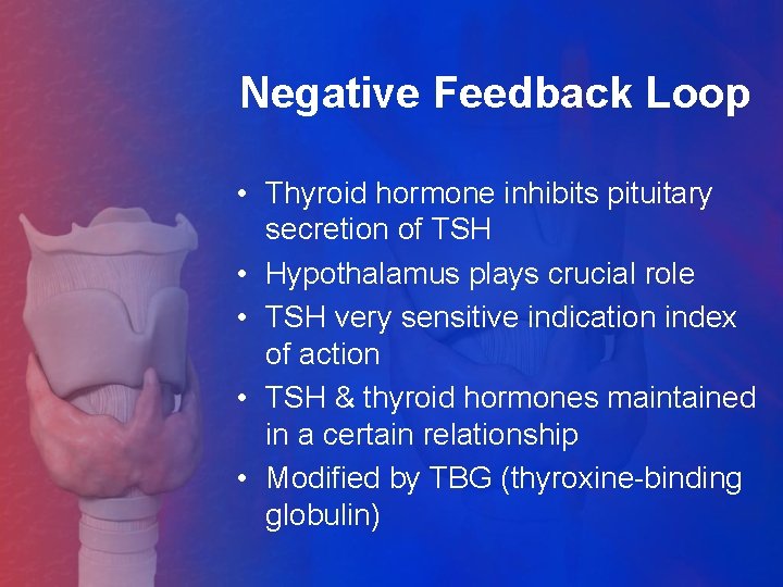 Negative Feedback Loop • Thyroid hormone inhibits pituitary secretion of TSH • Hypothalamus plays