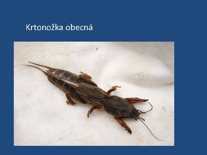 Krtonožka obecná 