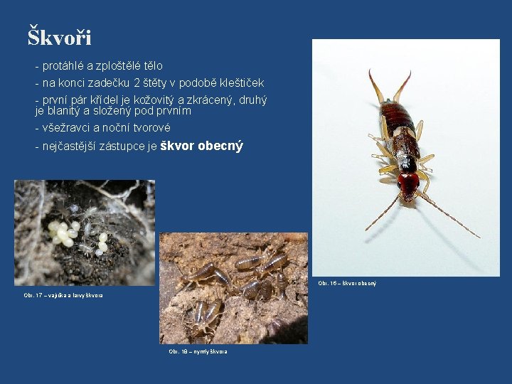 Škvoři - protáhlé a zploštělé tělo - na konci zadečku 2 štěty v podobě