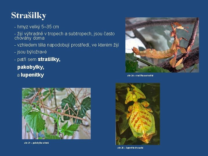 Strašilky - hmyz velký 5– 35 cm - žijí výhradně v tropech a subtropech,