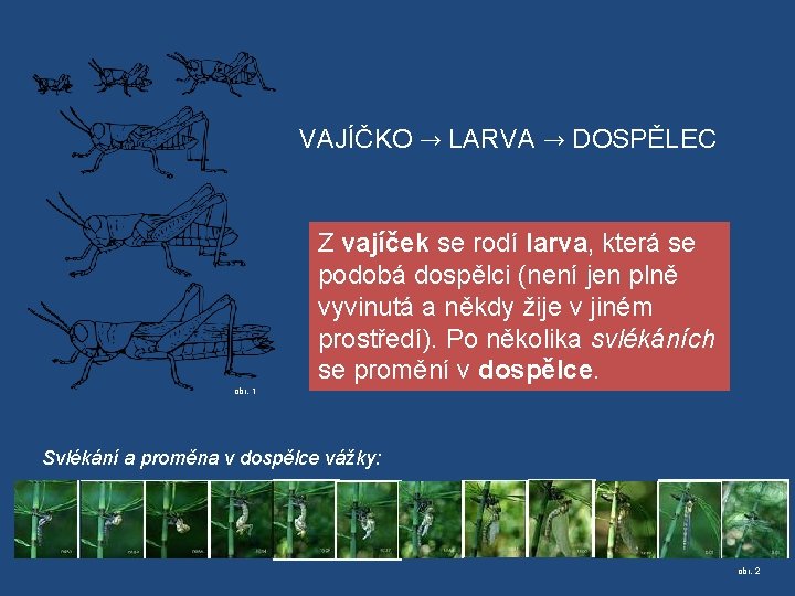 VAJÍČKO → LARVA → DOSPĚLEC Z vajíček se rodí larva, která se podobá dospělci