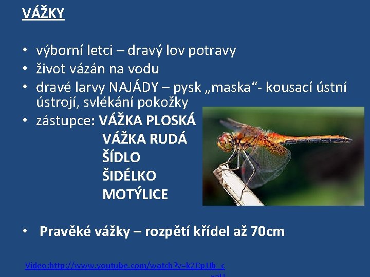 VÁŽKY • výborní letci – dravý lov potravy • život vázán na vodu •